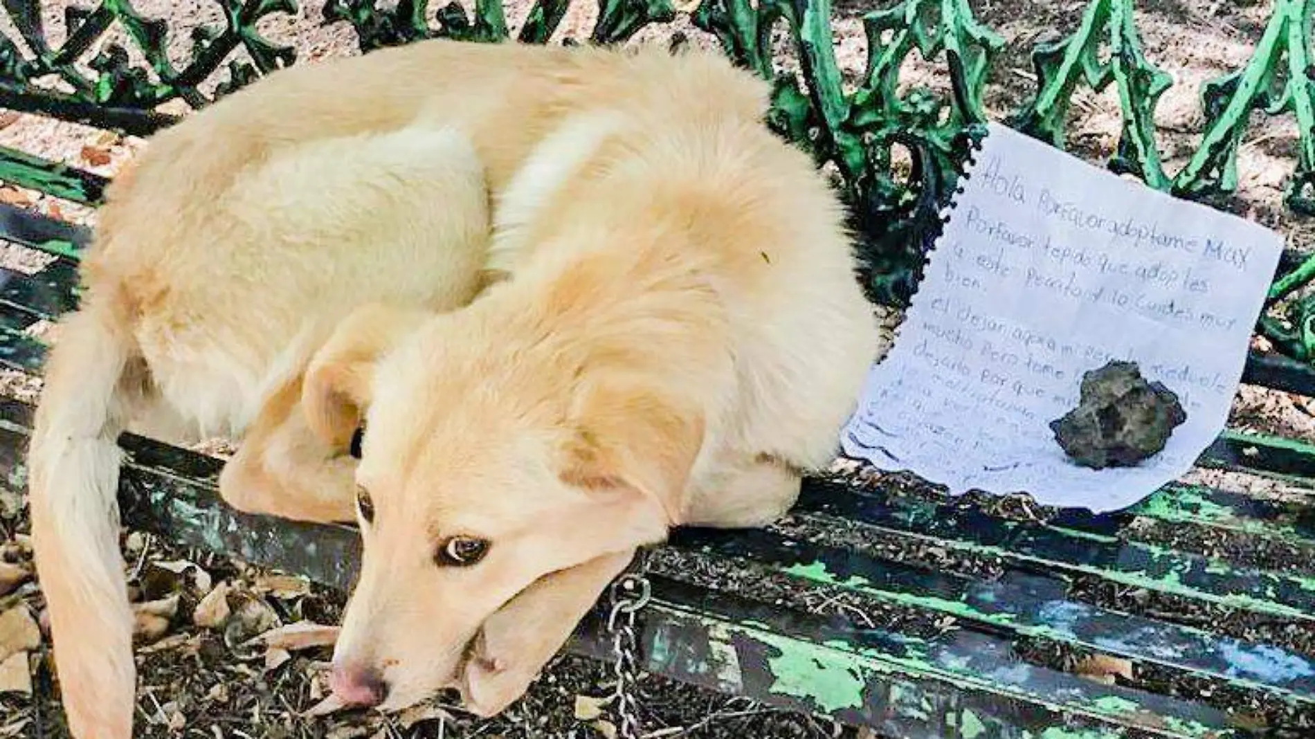 Perro abandonado Coyoacan